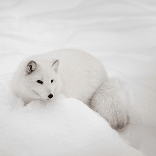 北極冰原中的神祕生物:北極狐